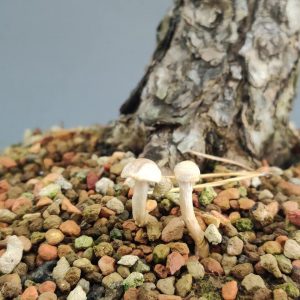 Podłoże do bonsai-terramol (kicidama, euroakadama) 20kg  (3-8mm)